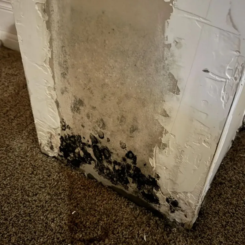 Professional Mold Removal in Fredonia, NY